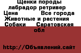 Щенки породы лабрадор ретривер › Цена ­ 8 000 - Все города Животные и растения » Собаки   . Саратовская обл.